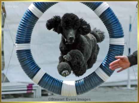 Toula, Marquis Smart Start NA, NAJ, one of Kathi's poodles that does agility. She is owned and trained by Sherry Bryant